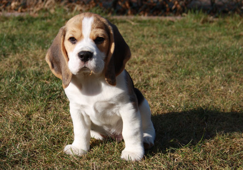 Beaglewelpe im Garten